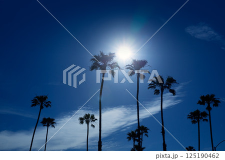Palm trees in southern California Newport area Palm trees in southern California Newport area 125190462