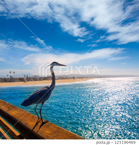 Blue Heron Ardea cinerea in Newport pier California Blue Heron Ardea cinerea in Newport pier California 125190469