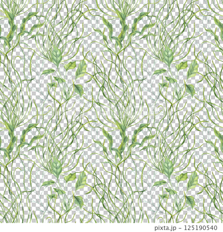 Watercolor undersea green weeds seamless pattern isolated background. Water floating plants, grass illustration. Algae, seaweed or aquarium climbing herbs ornate for marine biodiversity decor. 125190540