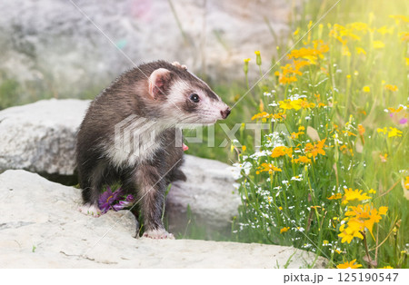 ferret in nature 125190547