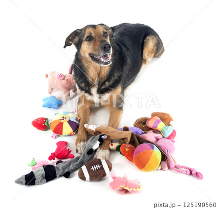 german shepherd mix breed and tous german shepherd mix breed and tous 125190560