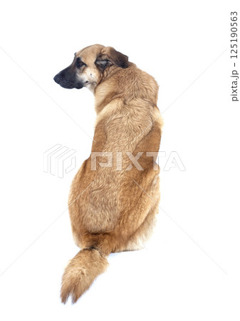 Spanish Mastiff in studio 125190563