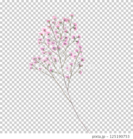 Gypsophila branch with blooming pink flowers watercolor illustration isolated on white background. Hand painted baby breath flower for wedding bouquet decor, botanical journals, greeting cards. 125190753