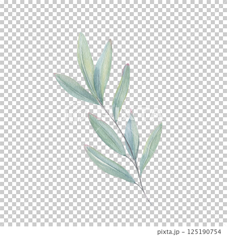 Watercolor abstract blue green leaf branch as eucalyptus illustration isolated background. Floral decorative element in pastel green blue colors for mothers day decor, greetings, wedding invitation 125190754