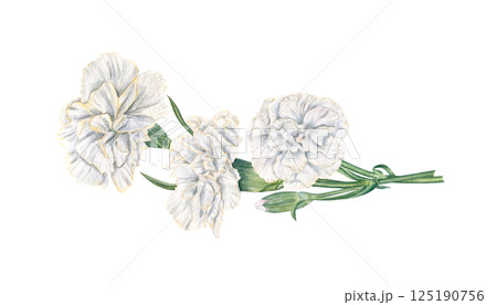 Watercolor white carnations on stem horizontal bouquet watercolor hand painted illustration isolated background. Symbolic flowers for wedding greeting cards, romantic invitation, memorial day 125190756