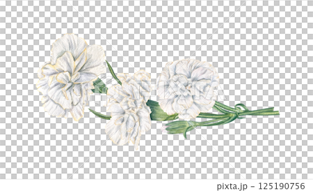 Watercolor white carnations on stem horizontal bouquet watercolor hand painted illustration isolated background. Symbolic flowers for wedding greeting cards, romantic invitation, memorial day 125190756