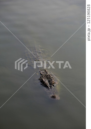 Close up salt crocodile is show head in river 125190828