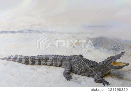 The crocodile swimming on the river near canal 125190829