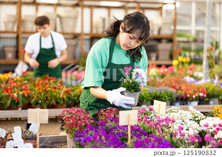 flower shop worker changes arrangement of pots with armeria and improves appearance of window 125190832