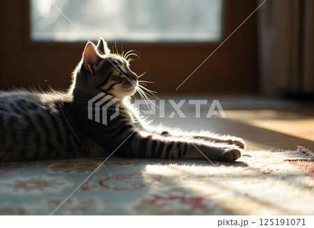 Gray Tabby Cat Stretching in Sunlight Gray Tabby Cat Stretching in Sunlight 125191071