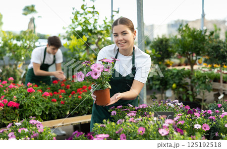 Skilled female gardener arranging potted Osteospermum Ecklonis flowers for market and wearing greenhouse uniform 125192518