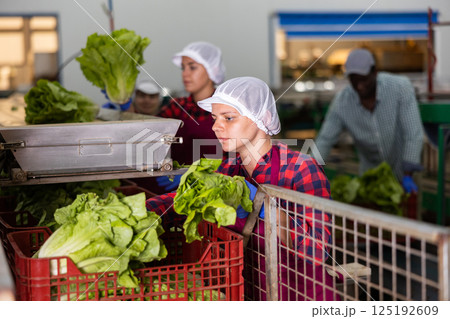 Skilled female worker of vegetable processing factory checking fresh green lettuce on conveyor belt of sorting production line and packing into boxes 125192609