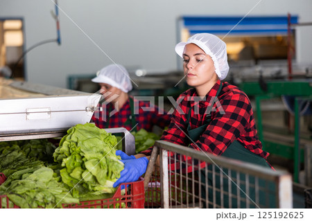 Skilled female worker of vegetable processing factory checking fresh green lettuce on conveyor belt of sorting production line and packing into boxes Skilled female worker of vegetable processing factory checking fresh green lettuce on conveyor belt of sorting production line and packing into boxes 125192625