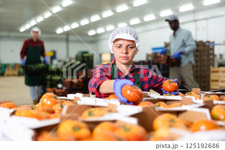 Woman working carefully sorts ripe tomatoes into boxes in factory warehouse Woman working carefully sorts ripe tomatoes into boxes in factory warehouse 125192686