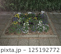 夜の花壇 125192772
