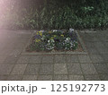 夜の花壇 125192773