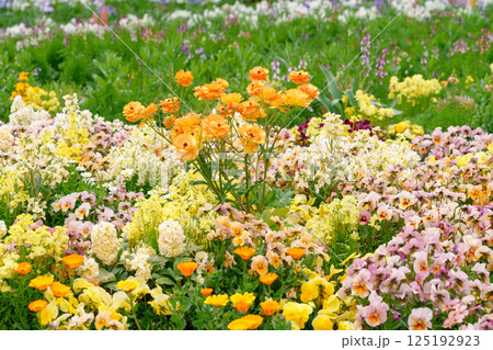 様々な花が咲き乱れる大花壇(神奈川県横浜市) 様々な花が咲き乱れる大花壇(神奈川県横浜市) 125192923