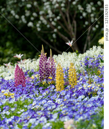 様々な花が咲き乱れる花壇（神奈川県横浜市） 125192933
