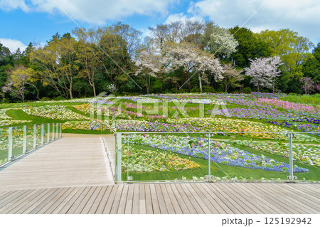 里山ガーデン、春の大花壇(神奈川県横浜市) 里山ガーデン、春の大花壇(神奈川県横浜市) 125192942