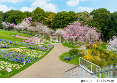 里山ガーデン、春の大花壇（神奈川県横浜市） 125192946