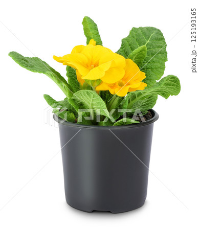 Yellow primrose in black pot isolated on white background. Yellow primrose in black pot isolated on white background. 125193165
