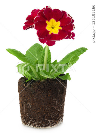 purple primrose in a lump of earth isolated on white background. 125193166