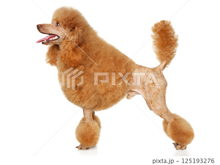 Joyful Red Poodle in Continental Cut on White Background Joyful Red Poodle in Continental Cut on White Background 125193276