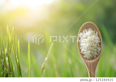 Wooden spoon holding rice grains with green rice field background 125193415