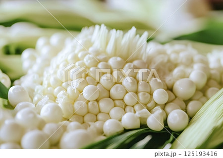 White corn cob showing kernels and silk growing in agricultural field 125193416