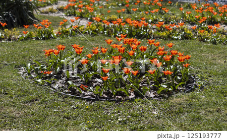 close-up of blooming red tulips close-up of blooming red tulips 125193777