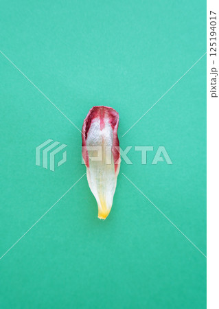 Withered tulip isolated on green background Withered tulip isolated on green background 125194017