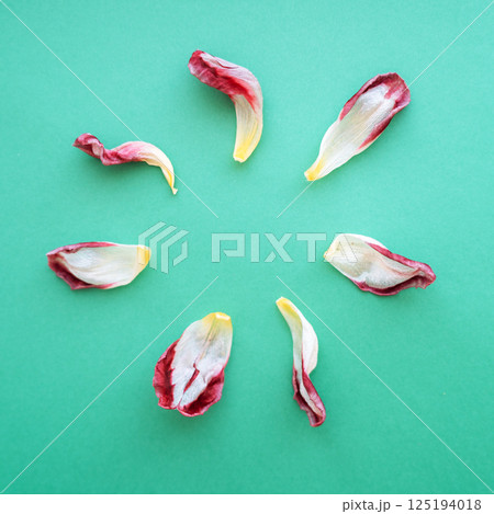 Withered tulip isolated on green background Withered tulip isolated on green background 125194018