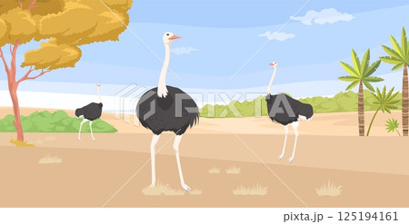Three ostriches walk through a sunny desert environment, surrounded by sparse grass and a few scattered palm trees, under a clear blue sky with wispy clouds Three ostriches walk through a sunny desert environment, surrounded by sparse grass and a few scattered palm trees, under a clear blue sky with wispy clouds 125194161
