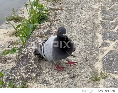 公園を散歩する一羽のハト 公園を散歩する一羽のハト 125194176