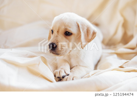 Close-up of a cute puppy on a soft cozy cream blanket. 125194474