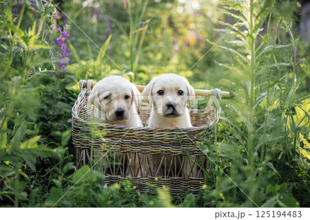 Two cute little puppies in a wicker basket. Pretty golden Labrador dogs in the garden. 125194483