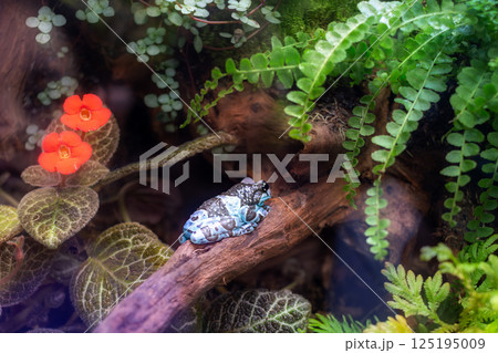 Poisonous black and blue frog on log among flowers and exotic plants Poisonous black and blue frog on log among flowers and exotic plants 125195009