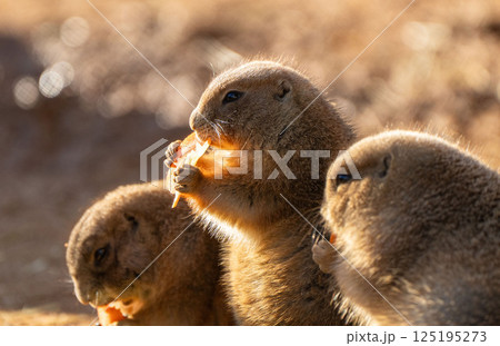 餌を食べるプレーリードッグ 125195273