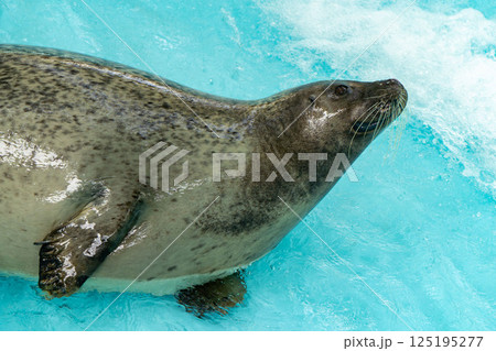 気持ちよさそうに水浴びをするゴマフアザラシ 125195277