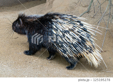 大牟田市動物園・ヤマアラシ 125195278