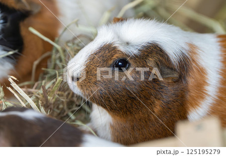 つぶらな瞳のかわいいモルモット 125195279