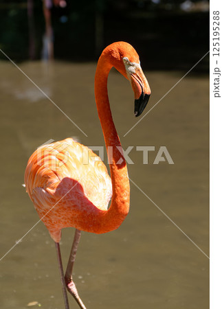 水辺で休むフラミンゴ 水辺で休むフラミンゴ 125195288