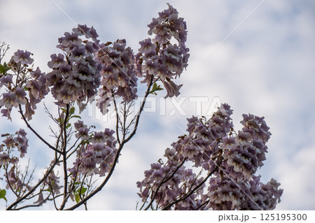 Flowers Tree Branches Sky - Closeup view of pink flowers blooming on tree branches against cloudy sky. Flowers Tree Branches Sky - Closeup view of pink flowers blooming on tree branches against cloudy sky. 125195300