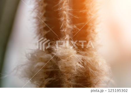 Cattails Reeds Marsh: Close-up of a cattail in a marsh during daylight for plant study and beauty. 125195302