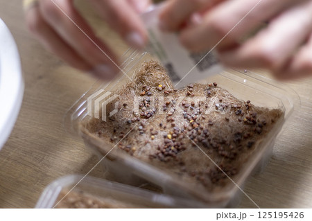 Person plants seeds of micro greens to the jute mat. Person plants seeds of micro greens to the jute mat. 125195426