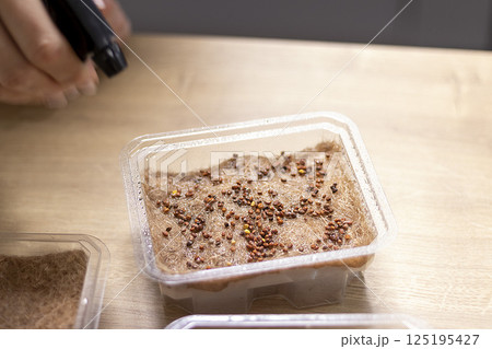 Person plants seeds of micro greens to the jute mat. Person plants seeds of micro greens to the jute mat. 125195427