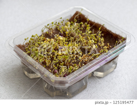 Freshly sprouted shoots of micro greens in the plastic container Freshly sprouted shoots of micro greens in the plastic container 125195477