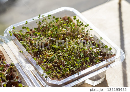 Freshly sprouted shoots of micro greens in the plastic container Freshly sprouted shoots of micro greens in the plastic container 125195483