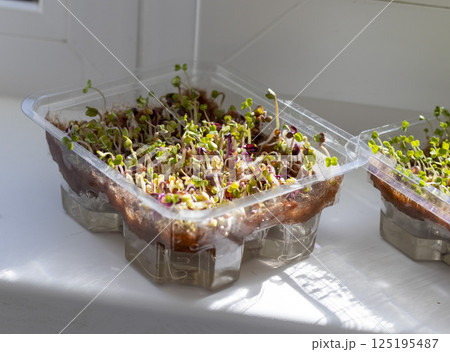 Freshly sprouted shoots of micro greens in the plastic container 125195487