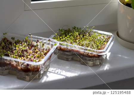 Freshly sprouted shoots of micro greens in the plastic container 125195488
